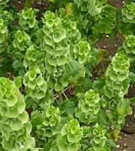 MOLUCCELLA Laevis Detail