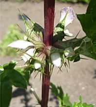 MOLUCCELLA Spinosa