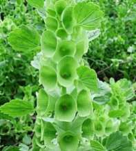 MOLUCCELLA Bells