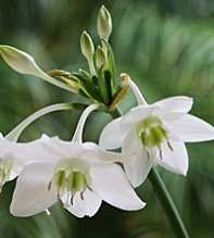 NARCISSUS Eucharis Amazonica