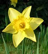 NARCISSUS Asturiensis