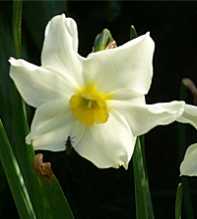 NARCISSUS Medioluteus