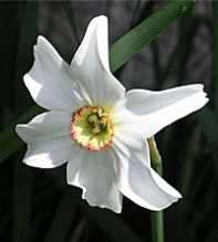 NARCISSUS Poeticus