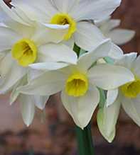 NARCISSUS Tazetta