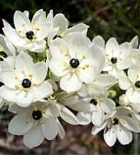 ORNITHOGALUM Arabicum