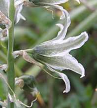 ORNITHOGALUM Boucheanum