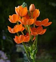 ORNITHOGALUM Dubium