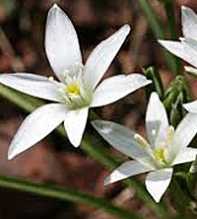 ORNITHOGALUM Montanum