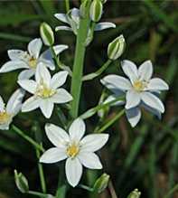 ORNITHOGALUM Narbonense