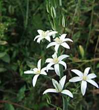 ORNITHOGALUM Pyramidale