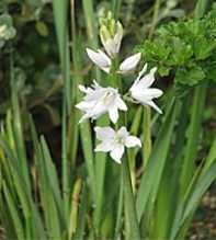 ORNITHOGALUM Revechonii