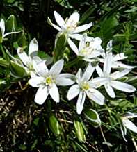 ORNITHOGALUM Umbellatum