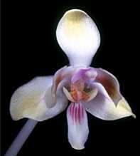 PHALAENOPSIS Celebensis