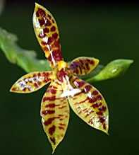 PHALAENOPSIS Cornu Cervi