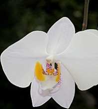 PHALAENOPSIS Philippinensis