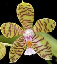 PHALAENOPSIS Reichenbachiana