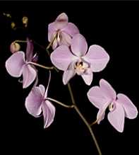 PHALAENOPSIS Sanderiana