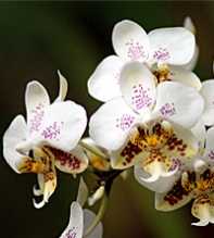 PHALAENOPSIS Stuartiana