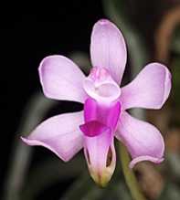 PHALAENOPSIS Taenialis