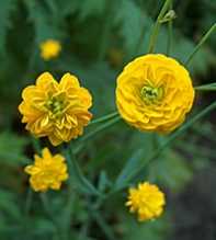 RANUNCULUS Acris