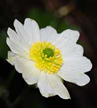 RANUNCULUS Alpestris