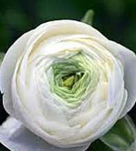 RANUNCULUS Asiaticus