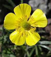 RANUNCULUS Illyricus