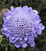 SCABIOSA Atropurpurea