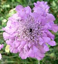 SCABIOSA Columbaria