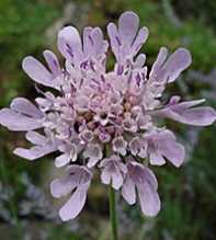 SCABIOSA Triandra