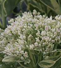 SEDUM Erythrostictum