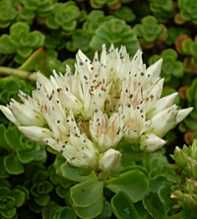 SEDUM Spurium