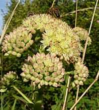 SEDUM Telephium