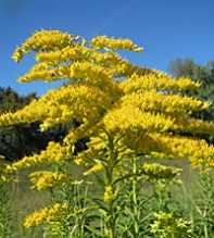 SOLIDAGO Canadensis