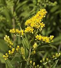 SOLIDAGO Gigantea