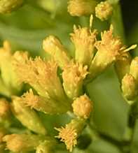 SOLIDAGO Graminifolia