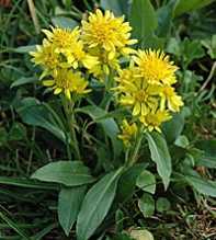 SOLIDAGO Virgaurea