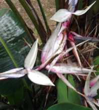 STRELITZIA Alba