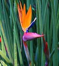 STRELITZIA Juncea