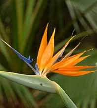 STRELITZIA Reginae