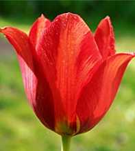 TULIPA Classic