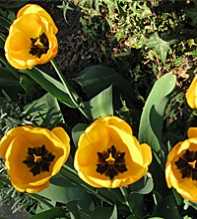 TULIPA Gesneriana