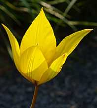 TULIPA Sylvestris