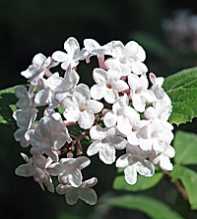 VIBURNUM Carlesii