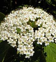 VIBURNUM Lantana