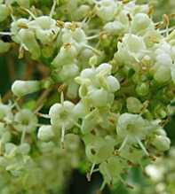 VIBURNUM Odoratissimum