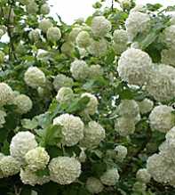 VIBURNUM Opulus