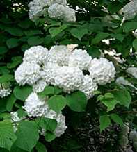 VIBURNUM Plicatum