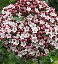 VIBURNUM Tinus