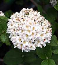 VIBURNUM Carlcephalum